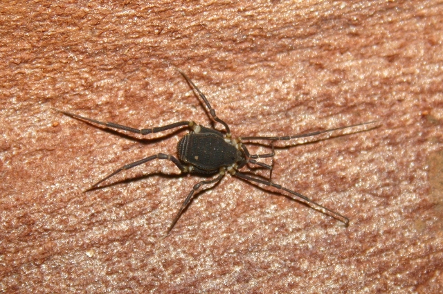 Opiliones from the Kimberley, Western Australia